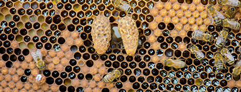 honey bee royal jelly