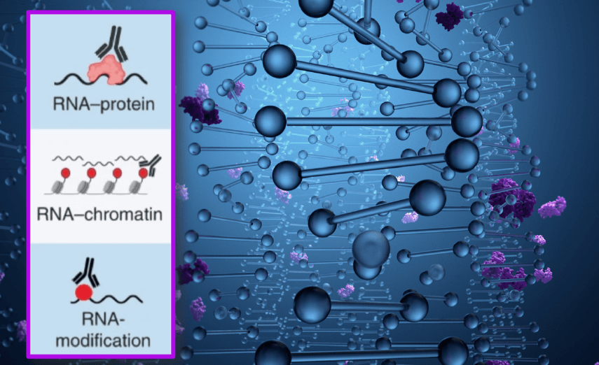 Genes involved in histone acetylation known to cause rare diseases