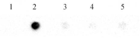 Active Motif » N6-Methyladenosine (m6A) antibody (pAb)