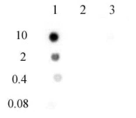 Active Motif » N6-Methyladenosine (m6A) antibody (pAb)